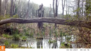 Deer, barred owl, bobcat on a fallen tree