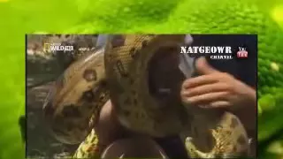 National Geographic Анаконда Королева змей