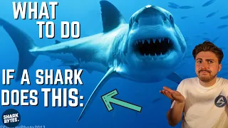 How To Recognise Shark THREAT Displays!