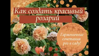 Как создать красивый розарий.  Гармоничные сочетания роз.