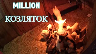 Million козляток хотелось бы иметь