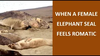 Elephant seals - Happily ever after - See-Elefant - 象のシール - Éléphant de mer - Sjøelefant