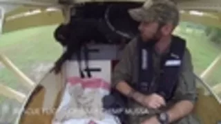 Orphaned baby chimp rescued from poacher, snuggles pilot on rescue flight