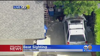 Bear Sighting In Sierra Madre