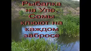 Рыбалка на Упе. Сомы клюют на каждом забросе.Рыбалка  вдали от людей.