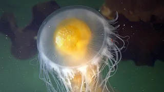 Facts: The Fried Egg Jellyfish (Egg Yolk Jellyfish)