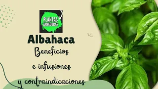 PROPIEDADES Y BENEFICIOS DE LA ALBAHACA   | PLANTAS SANADORAS