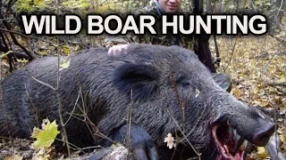 Best Wild Boar Hunting in Russia - Join us!