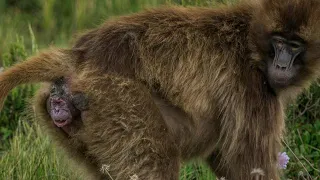 Mother Monkey giving birth when climb on tree