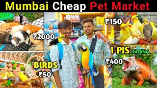 Mumbai Cheap Pet 🦮 Market 2023 || Crawford Market Mumbai || Exotic Pet Shop || Nawaz Shaikh NS Vlog
