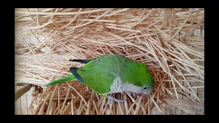 ГНЕЗДО ПОПУГАЯ МОНАХА КВАКЕРА (часть первая) Quaker PARROT's NEST (part one)