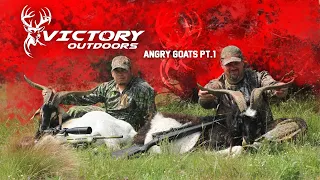 Angry Goats Part 1