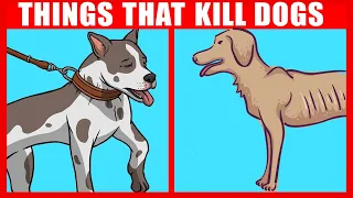 11 Things You Didn’t Realize Are Killing Your Dog