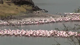 Flamingos in Tansania 2011