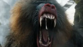 Jumanji The Next Level : Monkey Attack