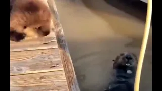 Baby Otter Falls Into The Water And Then Gets Back Rubs Mother