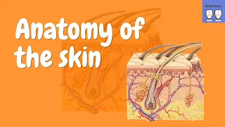 Anatomy of the Skin [Epidermis, Dermis, Hypodermis]