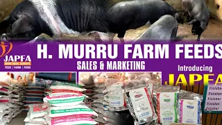 H.Murru Farm Feeds | Japfa Feeds from Indonesia #animalhusbandry animalhusban