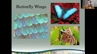 The Wild and Wonderful World of Butterflies with Jessica Linton
