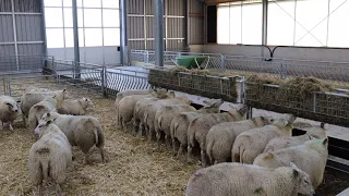 Feed Barrier with Trough and Hay Rack (standard)