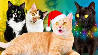 New Year with newborn kittens and our pets / SANI vlog