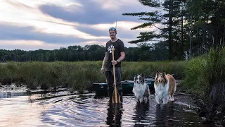 Overnight Camping with My Dogs - Gourmet Campfire Cooking