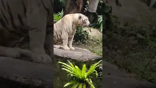 tiger vomit @ Spore zoo