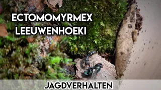 Ectomomyrmex leeuwenhoeki Jagdaufnahmen #ants #ameisen #antkeeping