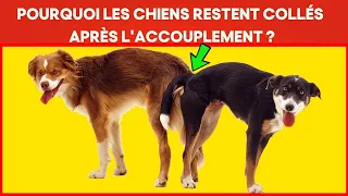 Pourquoi les chiens restent coincés après l'accouplement - Le processus de reproduction expliqué