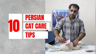 10 Persian cat care tips | How to keep persian cat healthy | Aliyan Pets Hospital