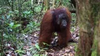 Adult male Bornean orangutan fast long calls and kiss squeaks at observers