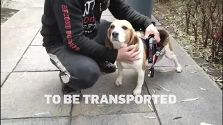 18 Beagles Rescued!
