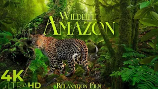 Amazon Wildlife 4K • Scenic Relaxation Film with Peaceful Relaxing Music and Nature Video Ultra HD