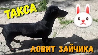 ТАКСА ЛОВИТ ЗАЙЧИКА.