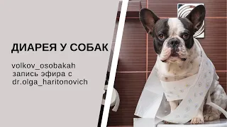 Диарея у собак - запись прямого эфира с Ольгой Харитонович