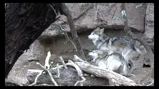 Wolf matiing | wild wolf mating season | animals breeding season | wolves breeding season wolf sex