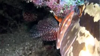 Grouper eats two lion fish at once