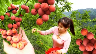 Harvesting A Lot Of Plums Goes To Market Sell, Take Care Animals - Live with nature | Nhất New Life