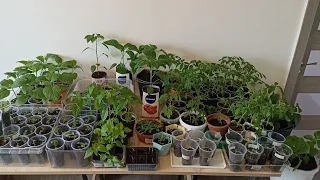 Обзор рассады на 15 апреля 24 года/не все гладко/🌞🌱🌱