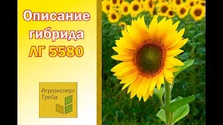 Подсолнечник ЛГ 5580 🌻, описание гибрида 🌻 - семена в Украине