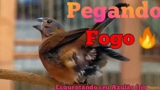 FÊMEA DE AZULÃO CHAMANDO PARA ESQUENTAR SEU AZULÃO - #MACHEANDO  #CANTOAZULÃO - pedido gala