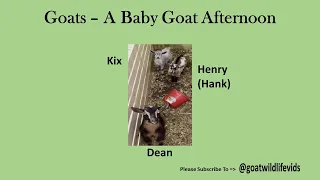 Goats – A Baby Goat Afternoon