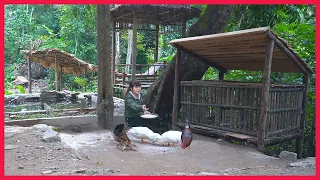 Build Bamboo House For Ducks & Chickens, Set up a Farm in the forest. Building farm, free life (ep9)