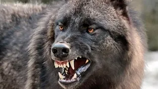 Канадский волк - интересные факты о волках