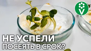 ДОПИНГ ДЛЯ РАССАДЫ! После этой подкормки семена взойдут быстро, а рассада будет крепкой