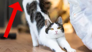 The Real Reason Your Cat Puts Their Rear by Your Face Is MIND-BLOWING