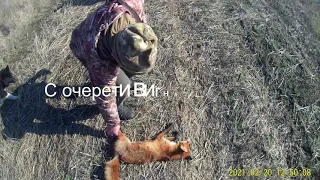 Полювання на хижака. Полювання на лиса.