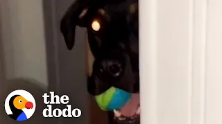 Rescue Dog Stalks His Dad Every Day — Then Starts Bringing Him "Gifts" From Outside | The Dodo