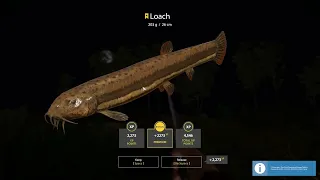 Russian Fishing 4 Akhtuba River Loach 203 G Trophy ⭐79