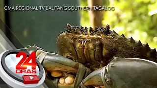 Alimangong halos 2.7kg ang timbang, itinanghal na pinaka-mabigat sa "Katang" o... | 24 Oras